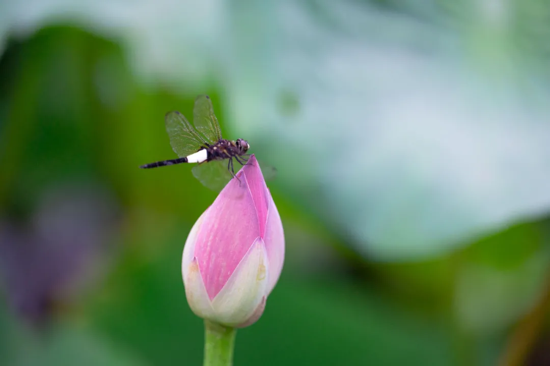 北大的夏，等你的荷