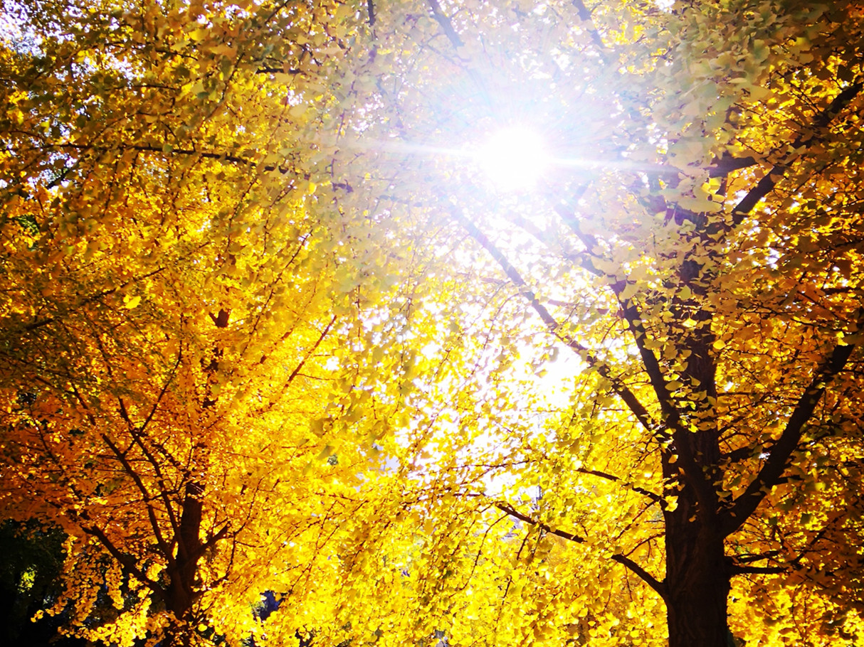  MPAcc分享会干货满满 | 尊重经济实质，回归会计初志 