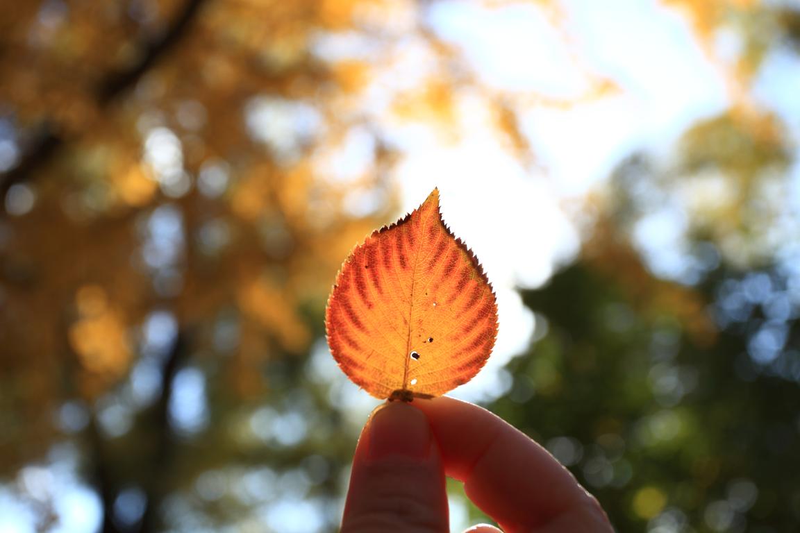 北大MG电子游戏MPAcc为何能获评A+效果？—校友风范（Ⅱ）